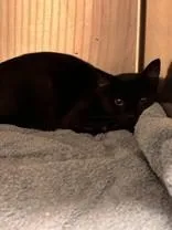 Sweetie Pie