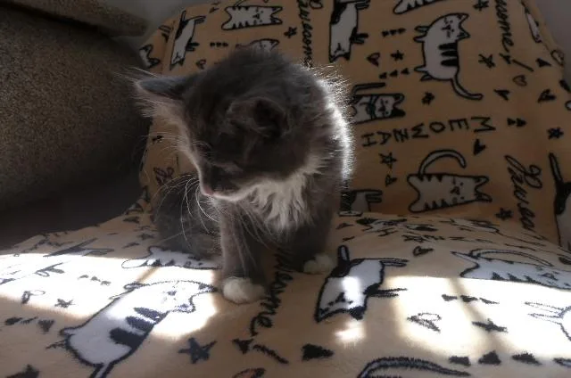 Kipper thumbnail 3