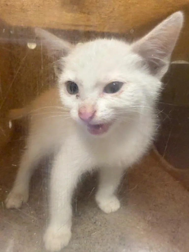 A baby medium-sized male Domestic Short Hair cat named Bernie for adoption in Douglasville, GA