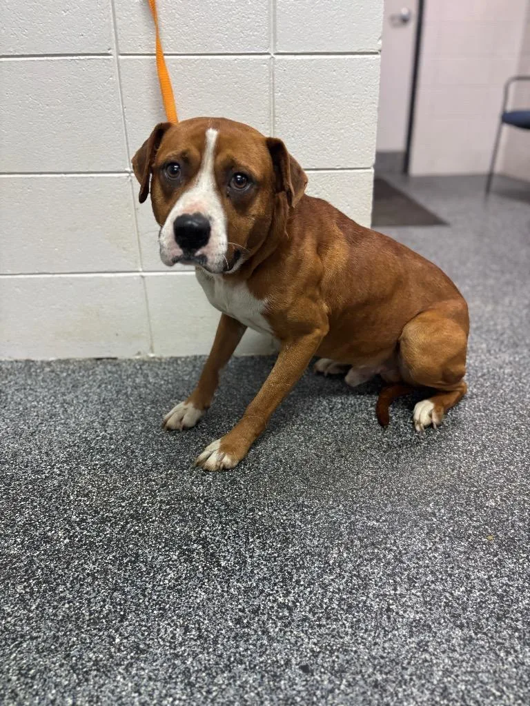 An adult medium-sized male Mixed Breed dog named D Soren for adoption in Tifton, GA