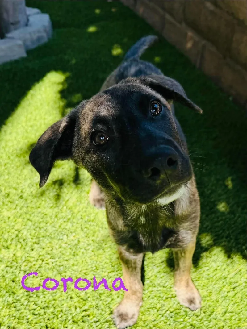 Corona