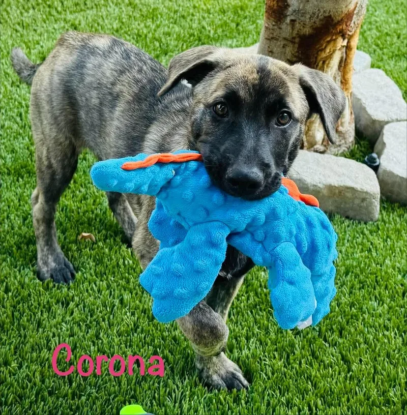 Corona thumbnail 2