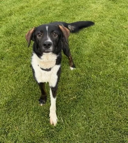 An adult large-sized male Mixed Breed dog named ScrappyDoo for adoption in Missoula, MT
