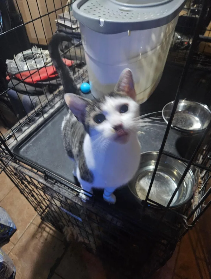 A young medium-sized female Gray & White Domestic Short Hair cat named Donna for adoption in Brooklyn, NY