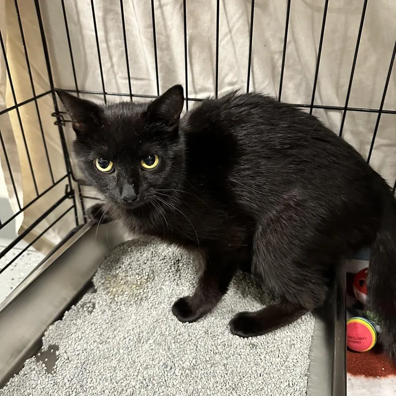 An adult medium-sized female Black Domestic Short Hair cat named Luna for adoption in Galax, VA