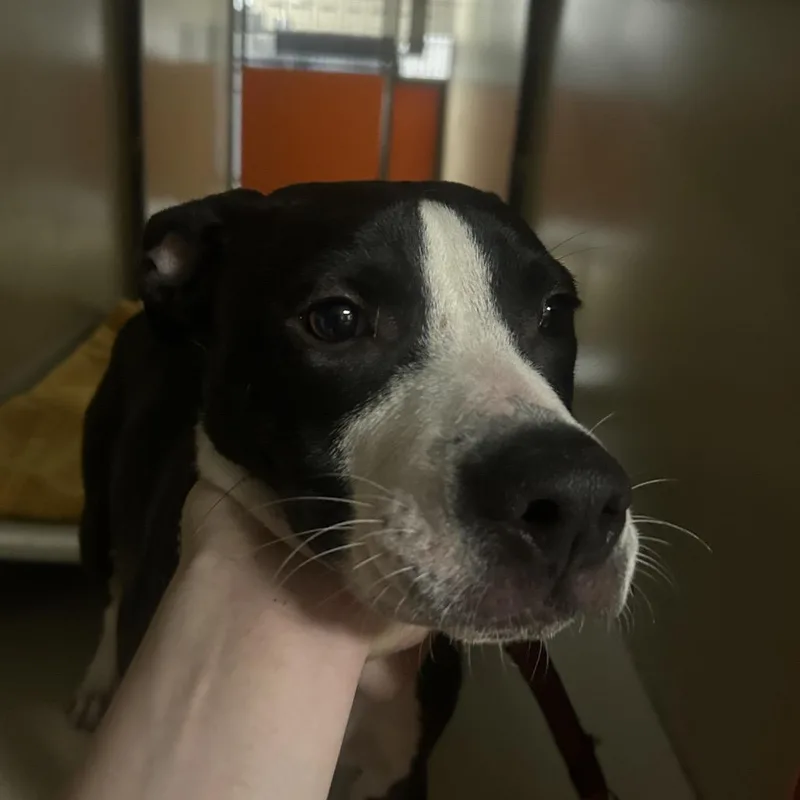 An adult medium-sized female Brown / Chocolate Mixed Breed dog named Professor for adoption in Philadelphia, PA