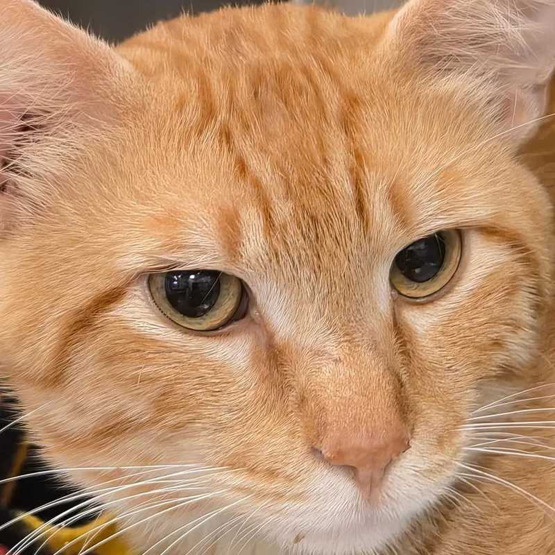 An adult large-sized male Orange / Red Domestic Short Hair cat named Chester for adoption in Bentonville, AR