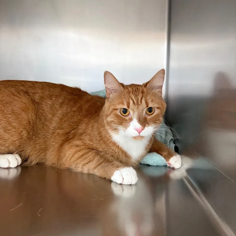 An adult large-sized male Orange / Red Domestic Short Hair cat named Tigger for adoption in Council Bluffs, IA