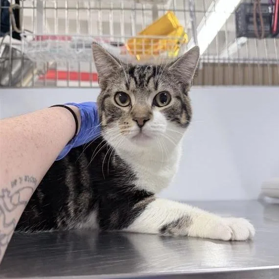 An adult medium-sized male Brown / Chocolate Domestic Short Hair cat named Knocks for adoption in New York, NY