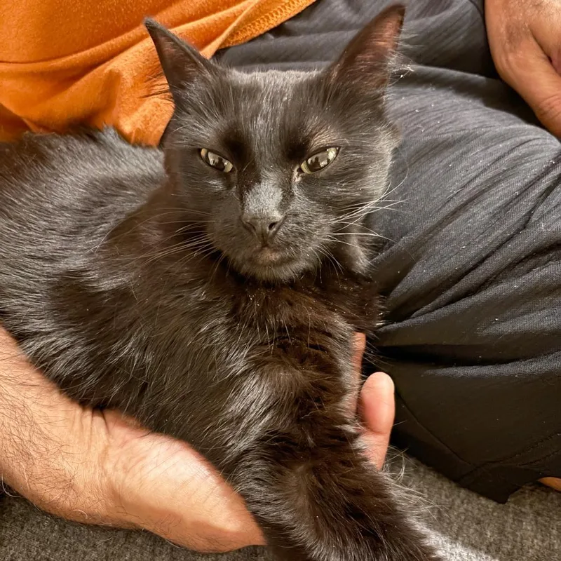 A young medium-sized female Domestic Medium Hair cat named Violet for adoption in Austin, TX