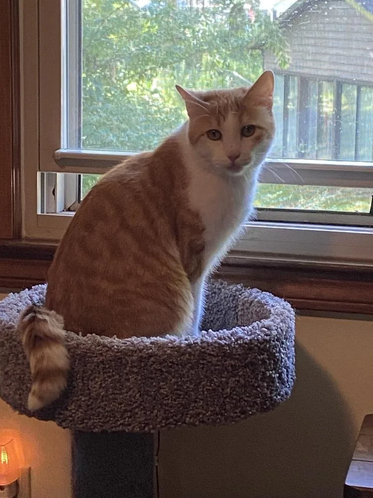 An adult large-sized male Domestic Short Hair cat named Emmitt   Sm for adoption in Greenville, SC