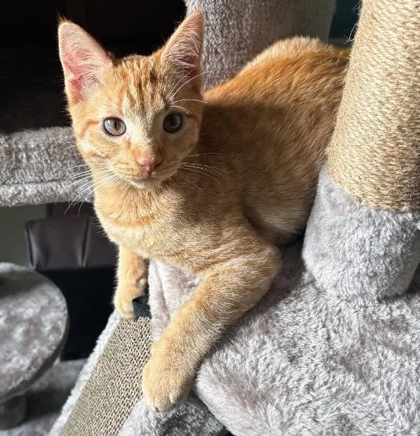 A baby medium-sized male Domestic Short Hair cat named Couscous for adoption in Youngsville, NC