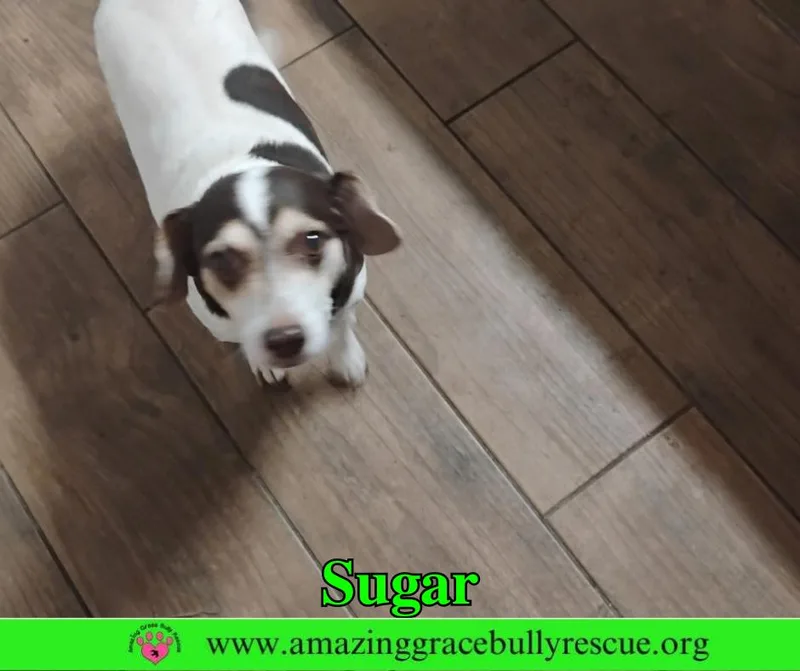 A senior small-sized female Beagle dog named Sugar for adoption in Pensacola, FL
