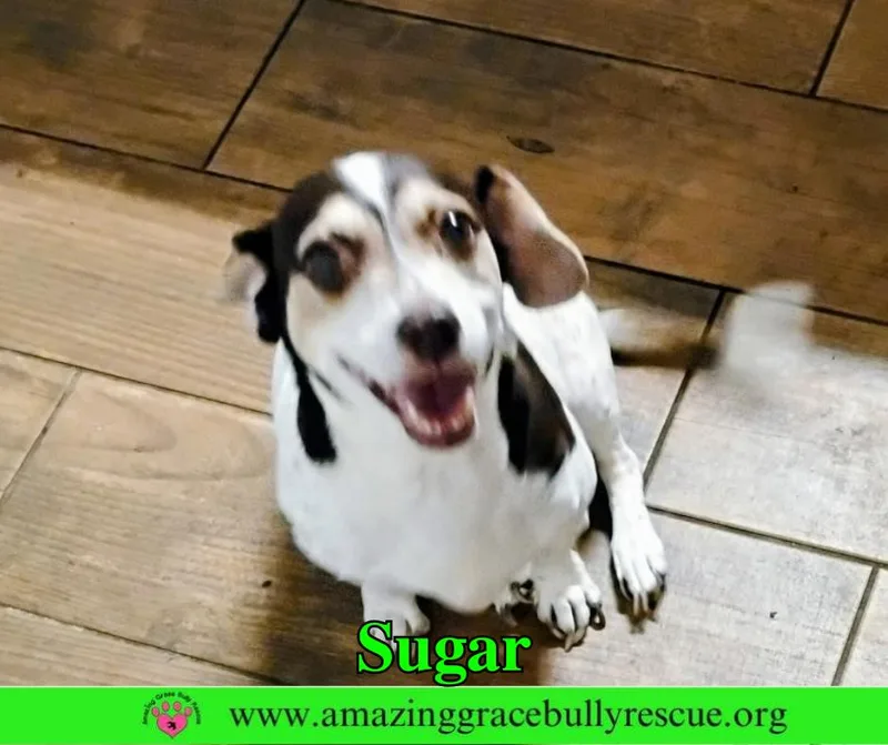 Sugar thumbnail 3