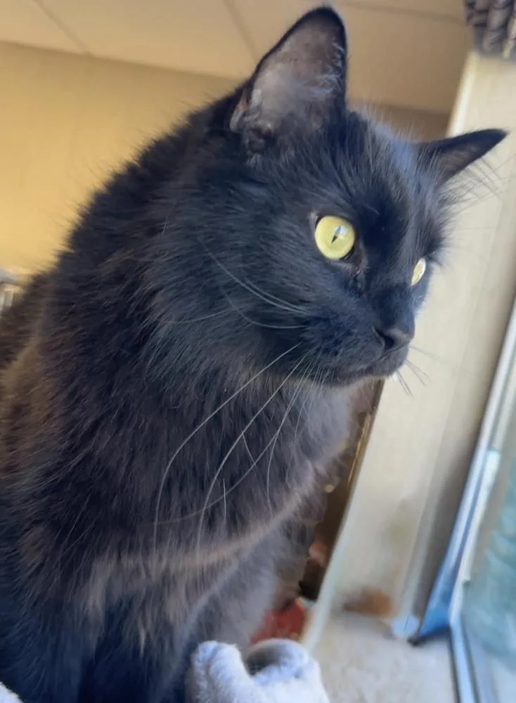An adult small-sized male Domestic Long Hair cat named Lucas for adoption in Fremont, NE