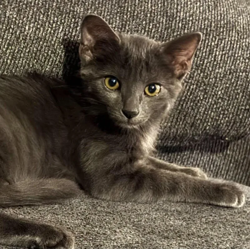A baby medium-sized female Gray / Blue / Silver Domestic Medium Hair cat named Citrine for adoption in Queen Creek, AZ