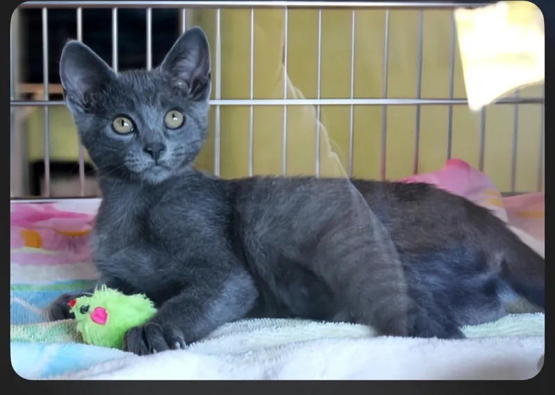 A baby small-sized female Domestic Short Hair cat named Stardust for adoption in Blountville, TN
