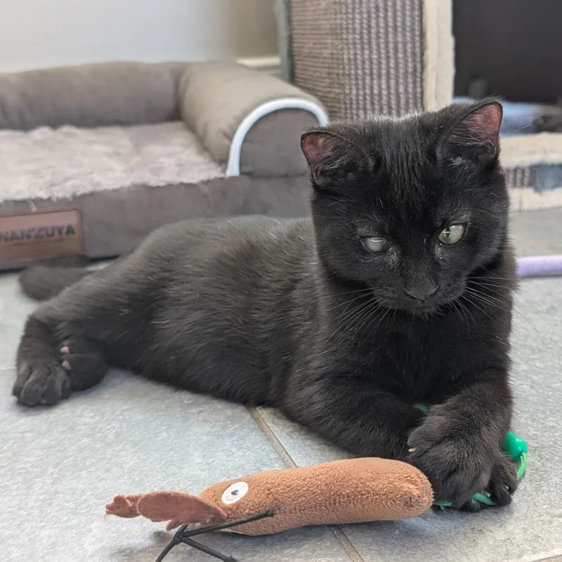A baby small-sized male Black Domestic Short Hair cat named Eagle Eye for adoption in Richmond, VA