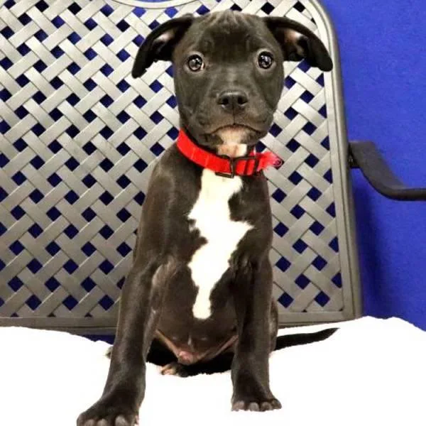 A baby small-sized male Terrier dog named Toffy for adoption in Midland, TX