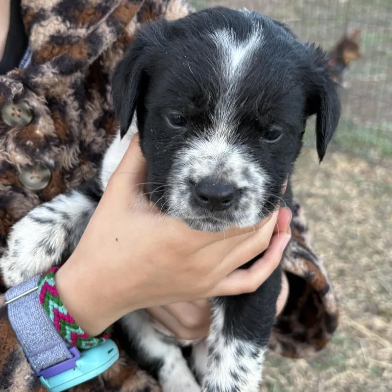 Prickly Pear thumbnail 2