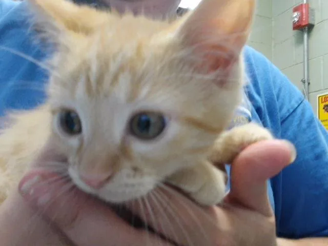 A baby small-sized female Domestic Long Hair cat named Curious Georgia for adoption in Tulsa, OK