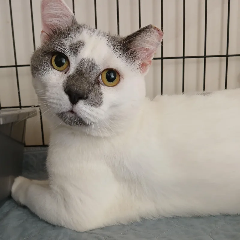 An adult medium-sized male White Domestic Short Hair cat named Larson for adoption in Germansville, PA