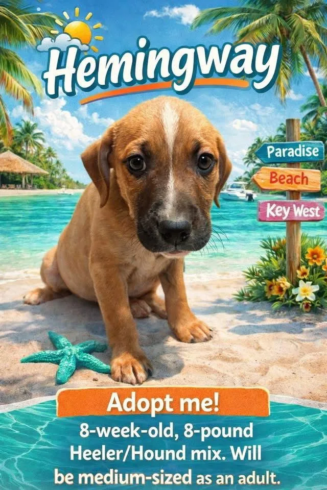 Hemingway thumbnail 3