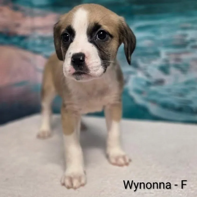 Wynonna