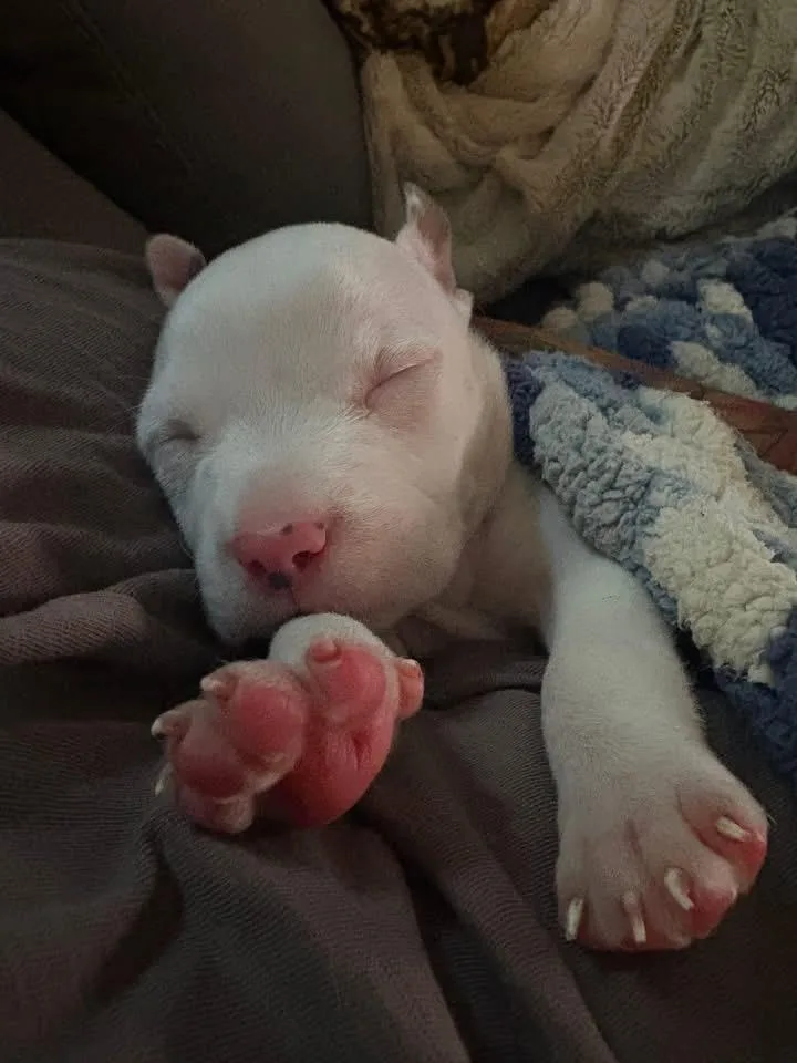 A baby medium-sized male American Staffordshire Terrier dog named Thor for adoption in Berlin, NJ