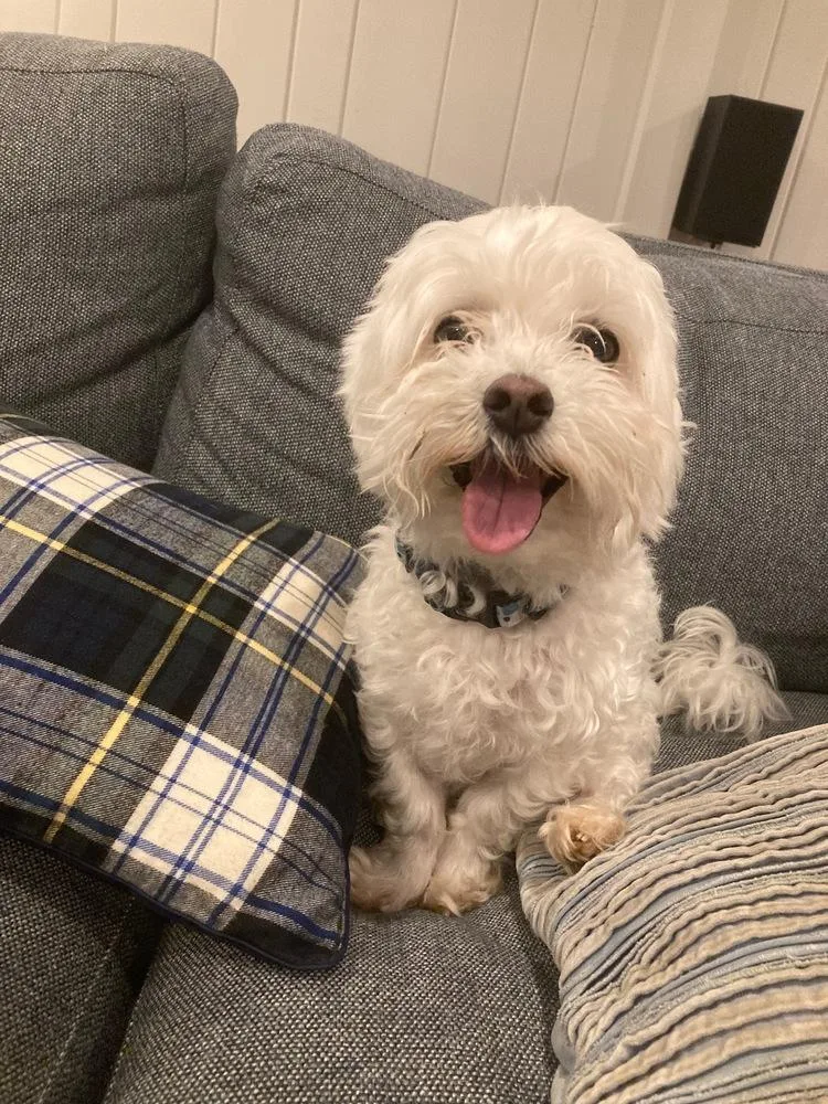 A senior small-sized male White / Cream Maltese dog named Duke for adoption in Troy, VA