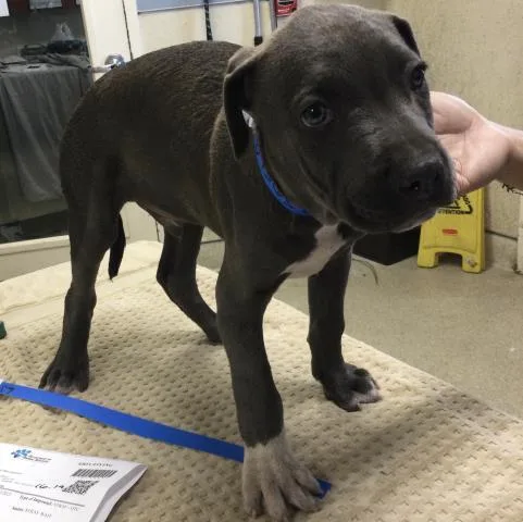 A young small-sized male Pit Bull Terrier dog named Cobalt for adoption in Riverside, CA