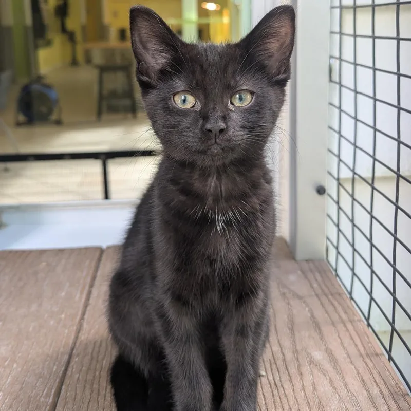 A baby small-sized male Black Domestic Short Hair cat named Jacque for adoption in Fenton, MI