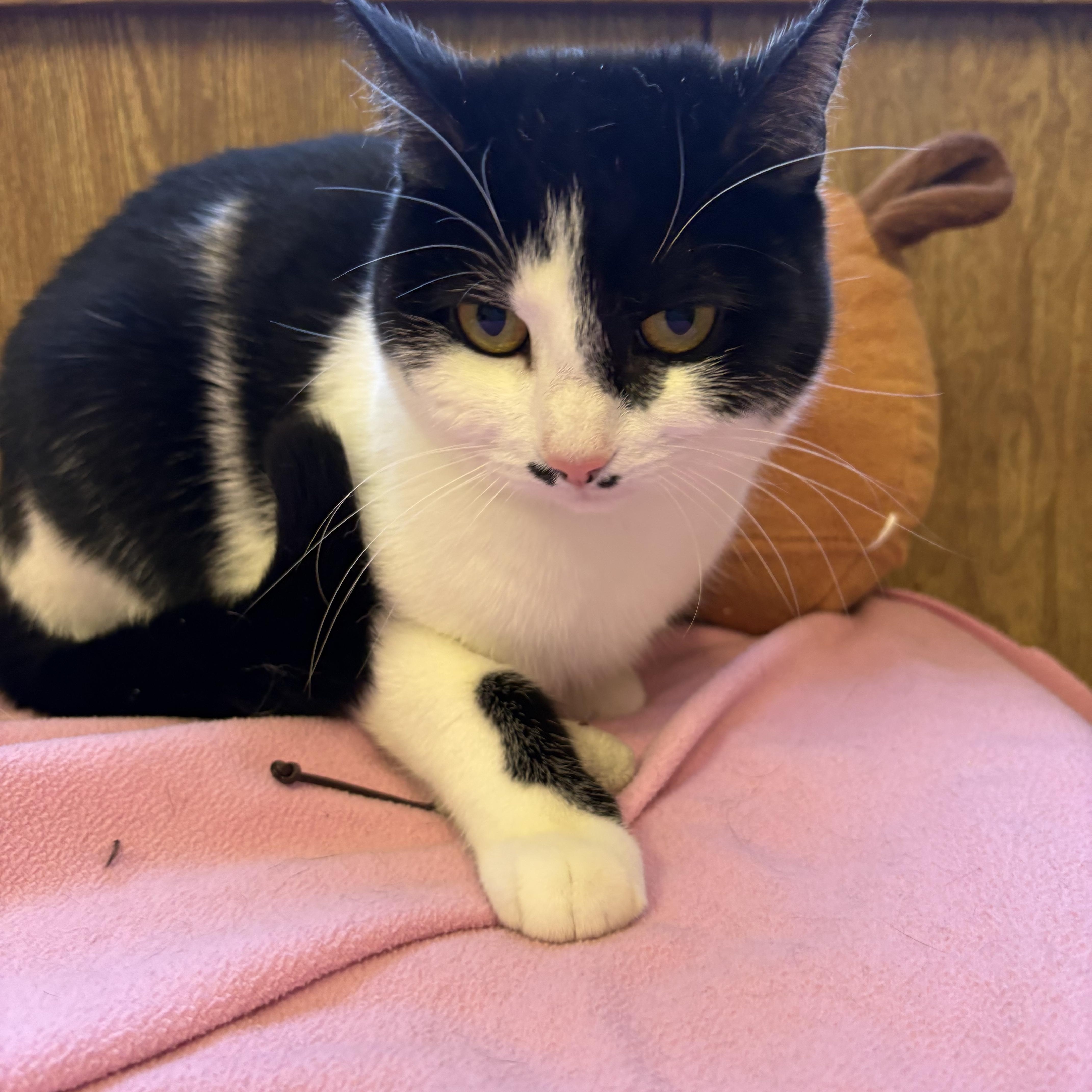A young medium-sized female Black & White / Tuxedo Domestic Short Hair cat named Lunabelle for adoption in Linden, NJ