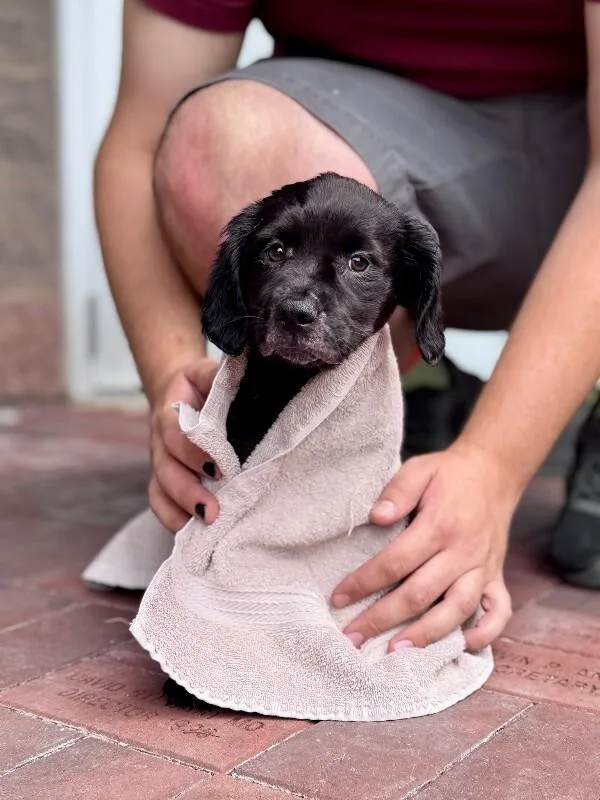 A young medium-sized female Black Labrador Retriever dog named Ziti for adoption in Wooster, OH