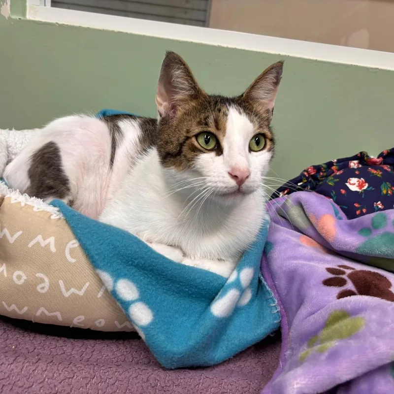 An adult large-sized male White Domestic Short Hair cat named Mr.Pinkles for adoption in Lauderhill, FL