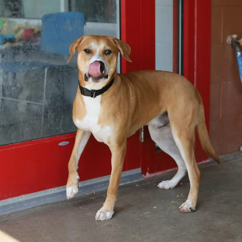 A young large-sized male Hound dog named Ranch for adoption in Evansville, IN