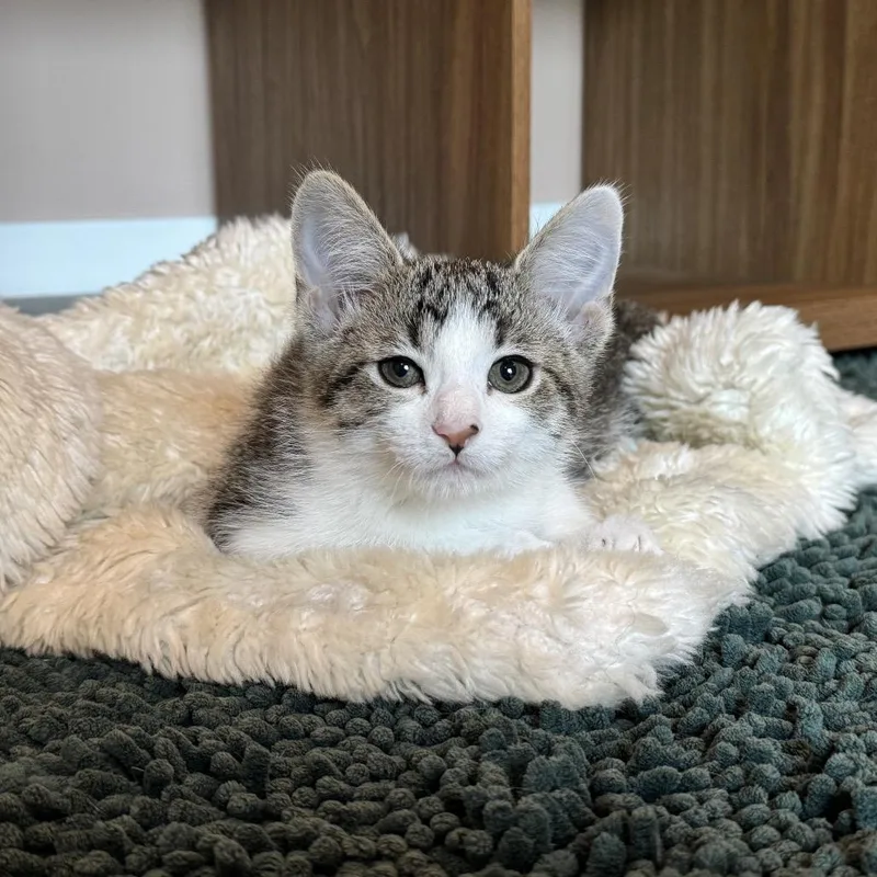 A baby small-sized female Brown / Chocolate Domestic Short Hair cat named Piper for adoption in Council Bluffs, IA