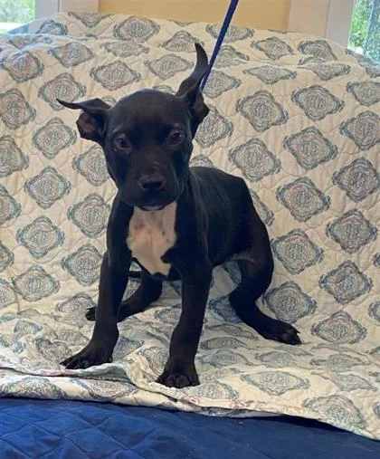 A baby large-sized male Mixed Breed dog named Pumpernickle for adoption in Largo, FL