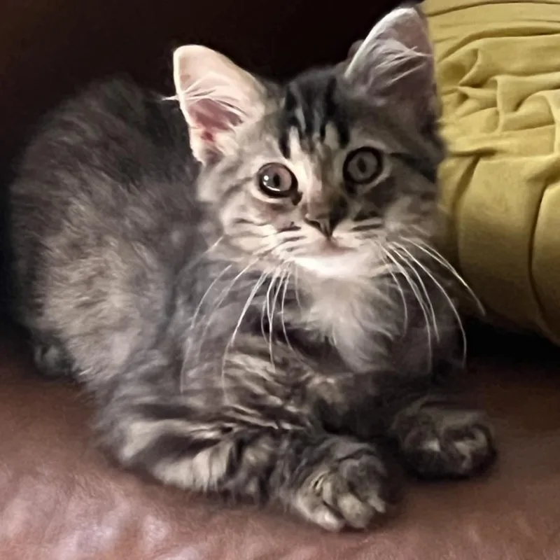 A baby small-sized male Domestic Long Hair cat named Salts for adoption in Hagerstown, MD