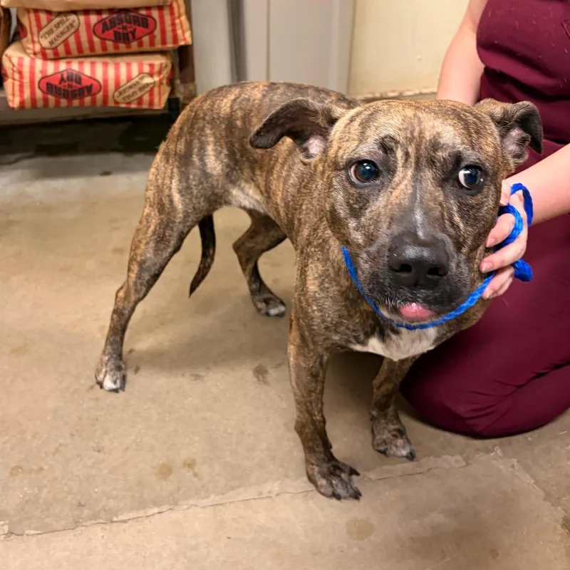 A young medium-sized female Brindle Pit Bull Terrier dog named Makima for adoption in Bryan, TX