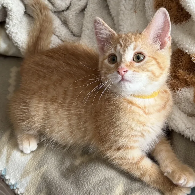 A young medium-sized male Tabby (Orange / Red) Domestic Short Hair cat named Calvin for adoption in Washburn, WI