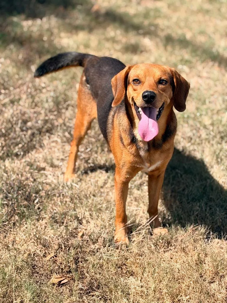An adult medium-sized male Beagle dog named Leo for adoption in Little Rock, AR