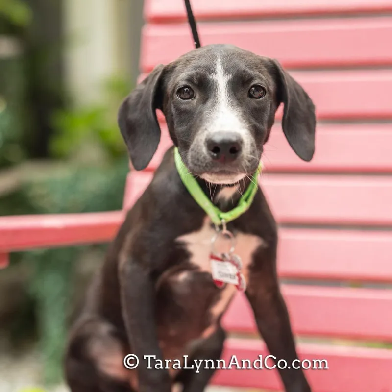 A baby small-sized female Black Retriever dog named Cuvier for adoption in Wake Forest, NC