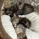 Rhea thumbnail 2