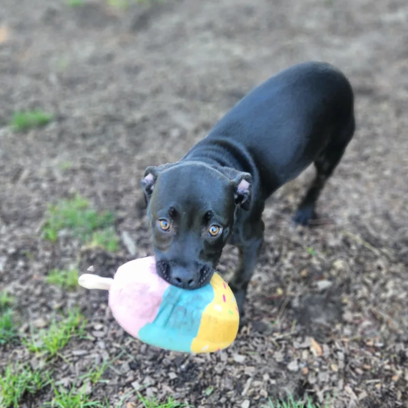 A baby large-sized female Black Labrador Retriever dog named Heart for adoption in Mount Pleasant, MI