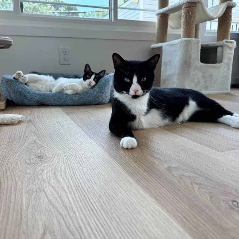 An adult medium-sized male Black & White / Tuxedo Domestic Short Hair cat named Pogo & Moo for adoption in Baytown, TX