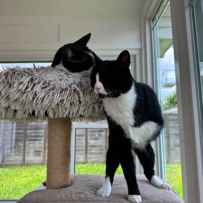 Pogo & Moo thumbnail 4