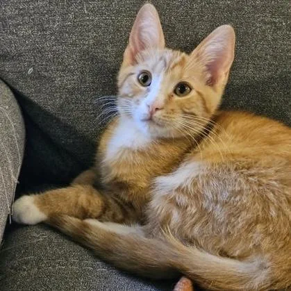 A baby small-sized male Tabby (Orange / Red) Domestic Short Hair cat named Clover for adoption in Rochester, MN