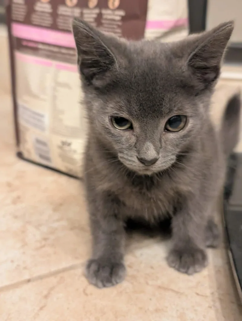 A young medium-sized male Domestic Short Hair cat named Ferdinand for adoption in King George, VA