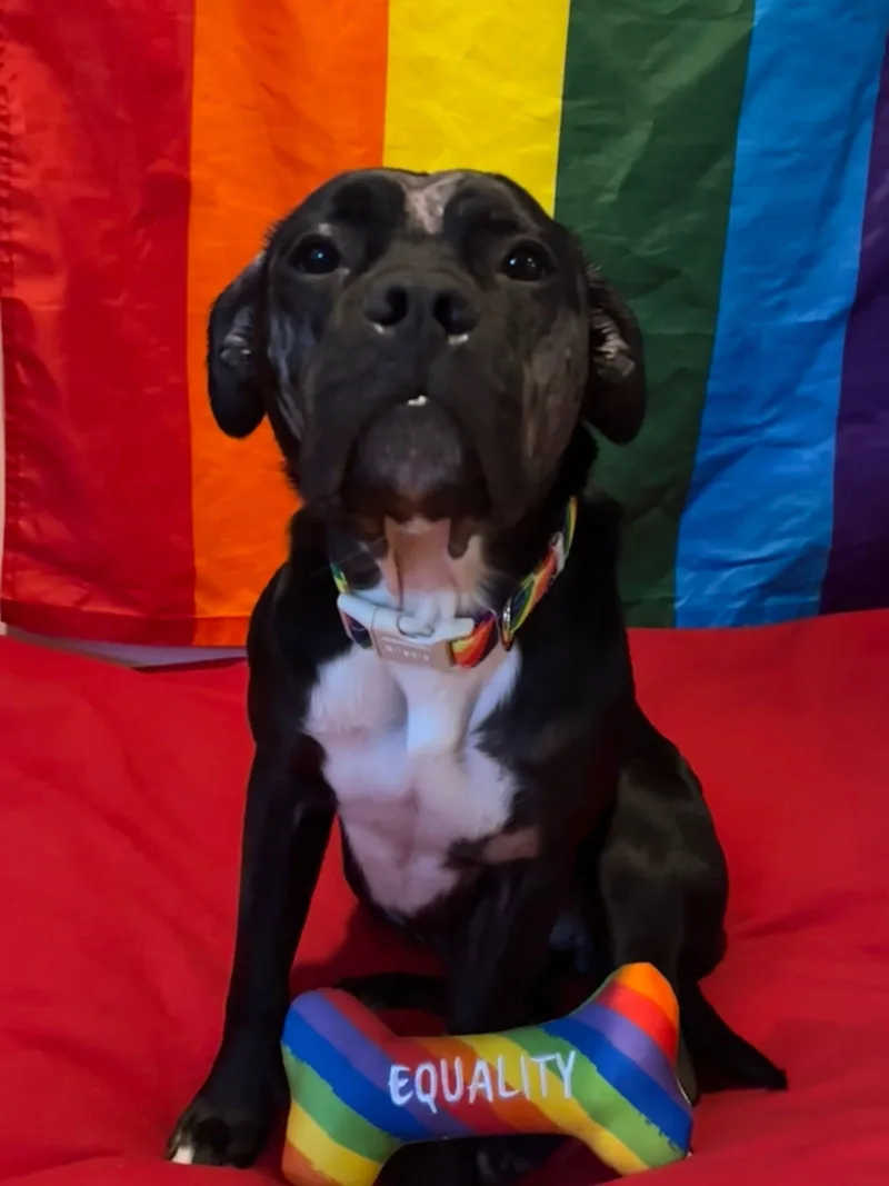A young medium-sized female Mixed Breed dog named Mabel for adoption in Pittsburgh, PA